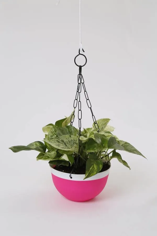 16 cm Double Color Hanging Pot (Turq)