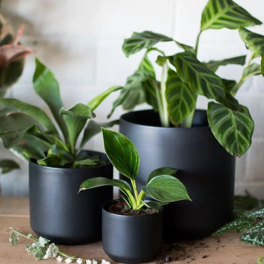 Kendall Pot | Black (Medium)