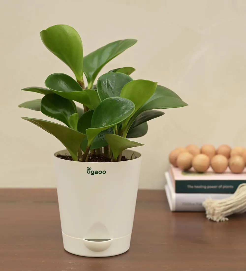 Peperomia Green Plant Corporate Gift Hamper